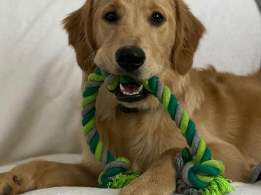 Boots & Barkley Green Rope