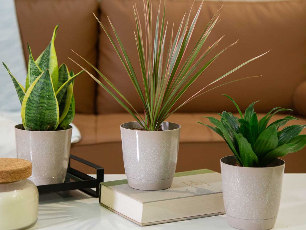 Costa Farms Exotic Angels Clean Air Live Plants 3-Pack JUST $22 on Lowes.com & More