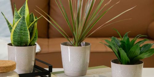 Costa Farms Exotic Angels Clean Air Live Plants 3-Pack JUST $22 on Lowes.com & More