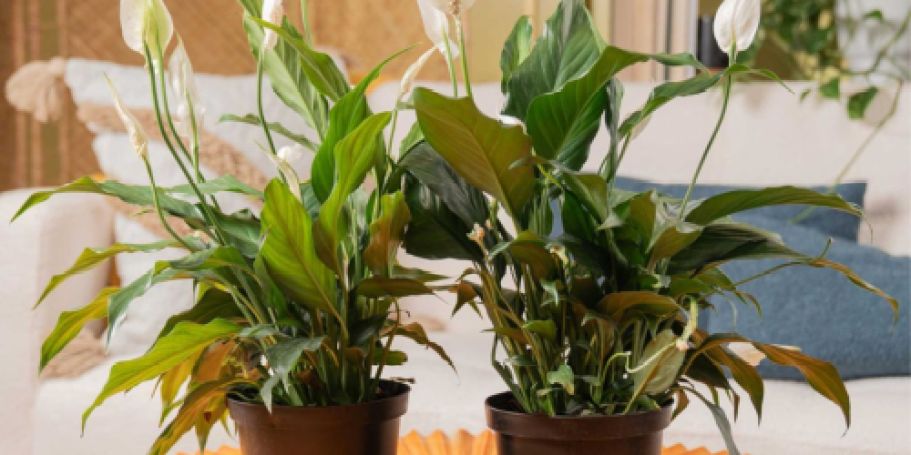 Up to 60% Off Live Plants on Lowes.com | Peace Lily w/ Pot Only $14.99 (Reg. $40)