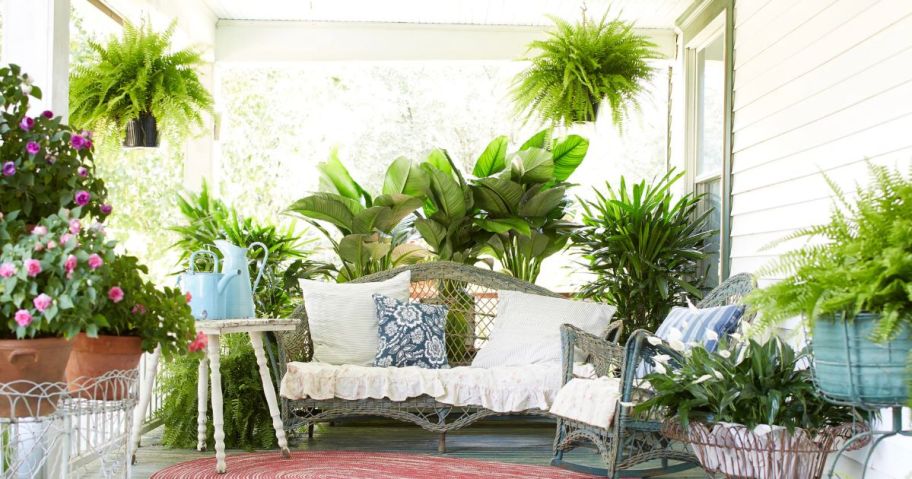 A couch surrounded by Costa Farms Plants