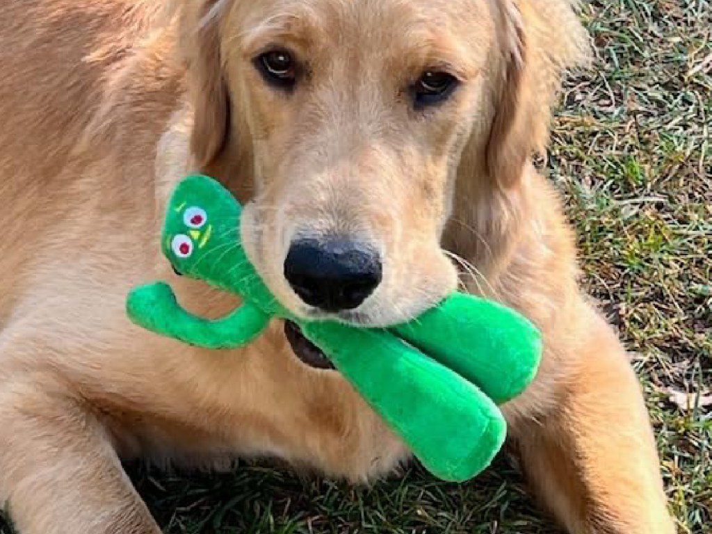 Gumby-plush-toy-inside-of-dogs-mouth-displayed-on-the-ground.