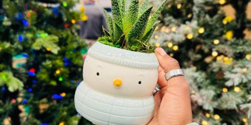 Parka Pals Live Succulent Plant w/ Snowman Planter JUST $8.98 at Lowe’s