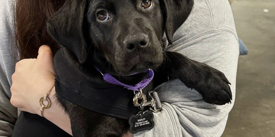 FREE FidoTabby Alert Pet ID Tag (Includes QR Code w/ Automatic Alerts!)