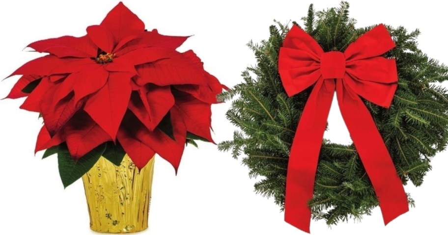 a red poinsettia flower in a gold foil wrapped pot and a greenery wreath with a red bow