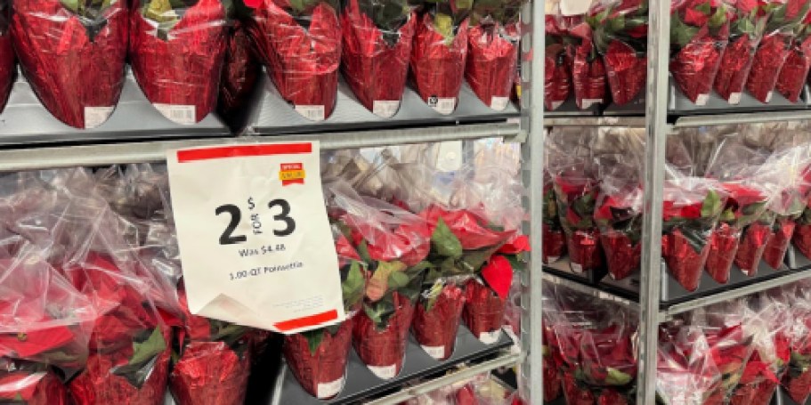 Grab 2 Potted Poinsettias for Just $1.50 Each During Lowe’s Black Friday Sale!