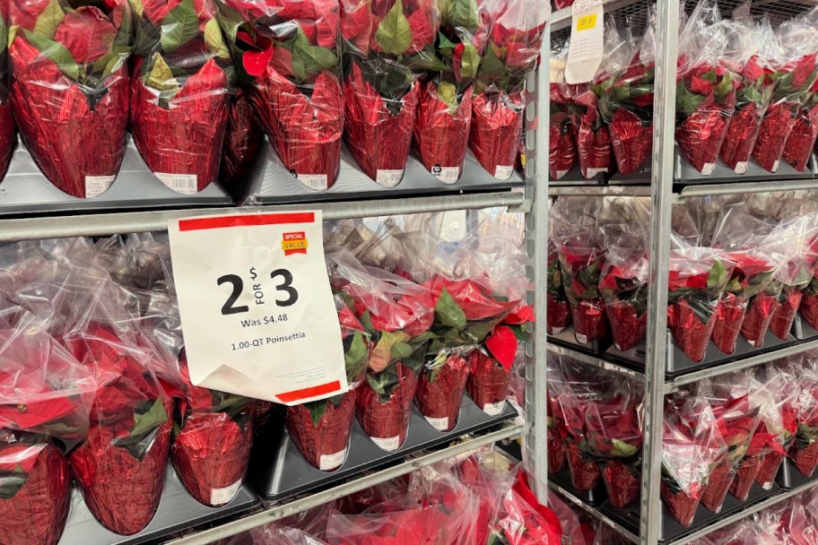 lowes poinsettias lined up on racks for black friday sales