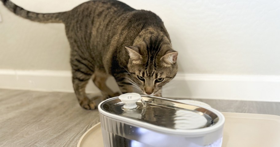 cat drinking from water fountain