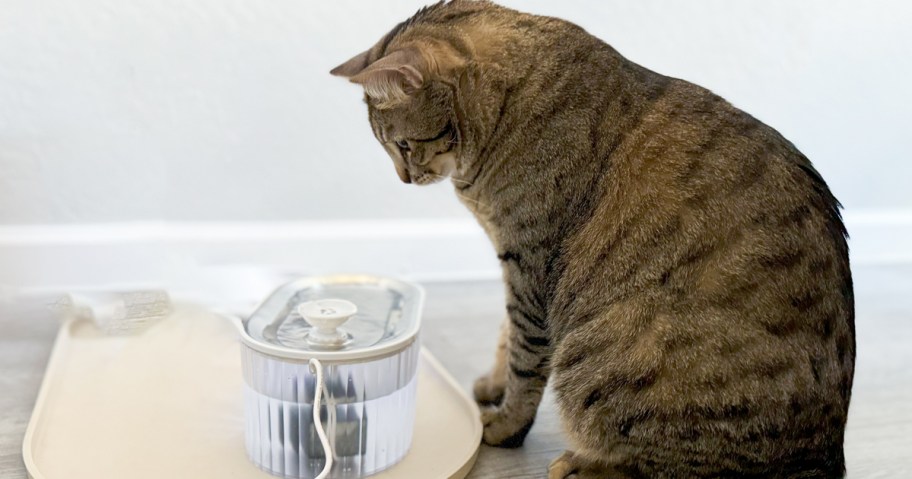 cat looking at water fountain