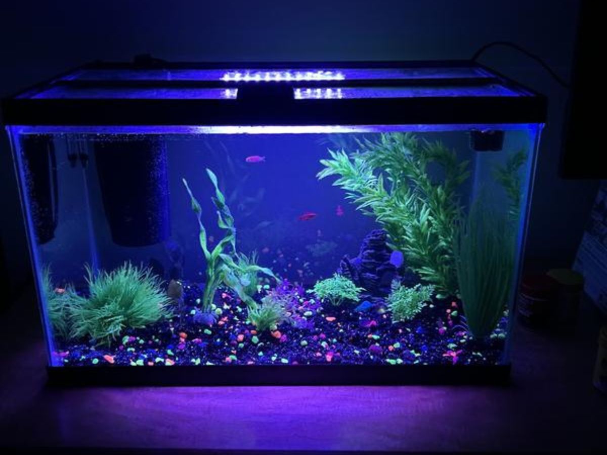 Get 50% Off Open Glass Aquariums on PetSmart.com | Options from $11.49!