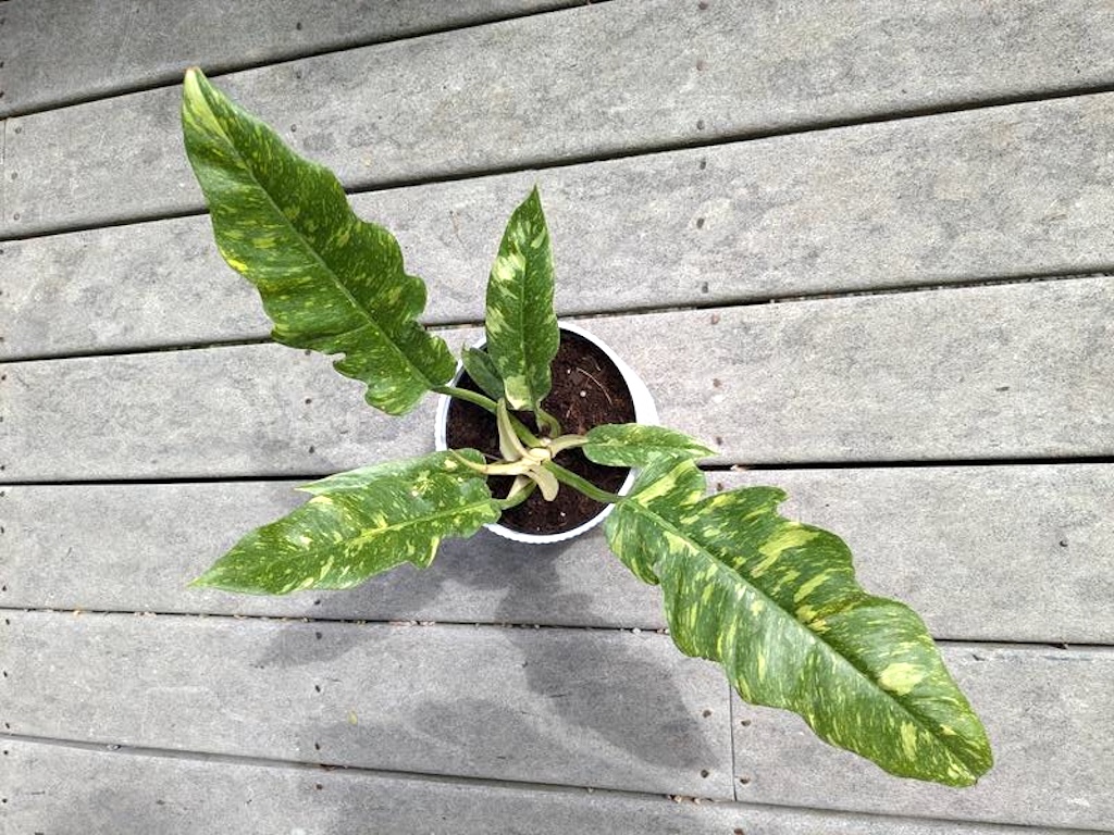 Up to 50% Off Lowe’s Live Plants with Pots | Ring of Fire Philodendron Only $19 (Reg. $40)