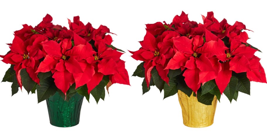 two side by side stock images of potted poinsettias from lowes