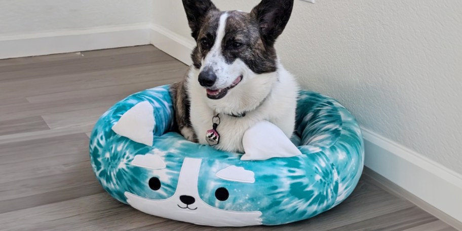 dog laying in blue corgi bed 