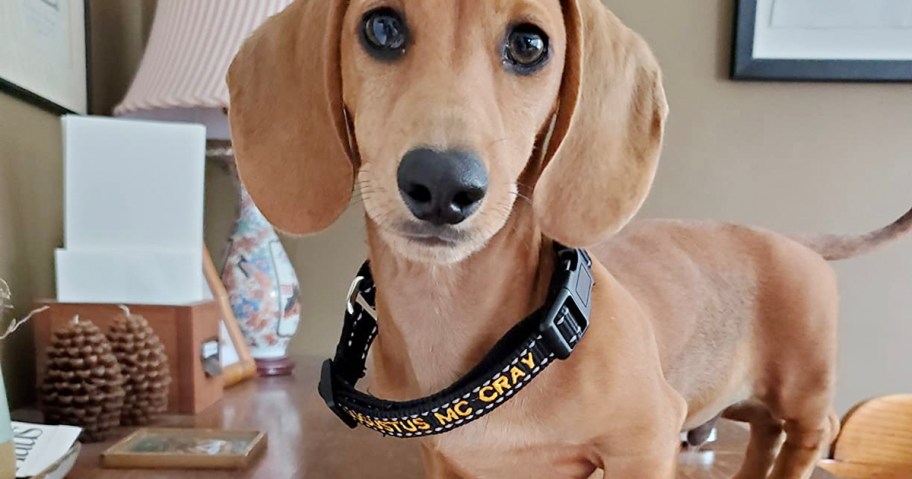 brown dog with black dog collar 