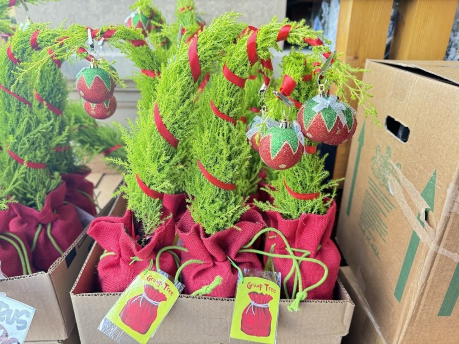 rows of mini Christmas tree like plants in red sacks with red decor that look like the Grinch's Christmas Tree