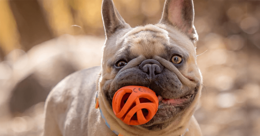 dog with a Chuckit! Air Fetch Ball Dog Toy in his mouth