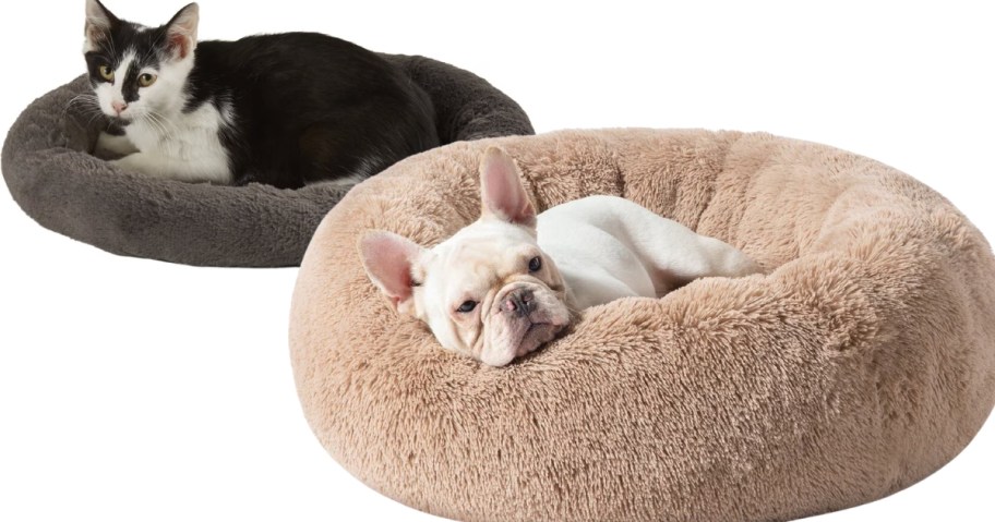 a grey and white cat in a dark grey pet bed and a french bulldog in a tan dog bed