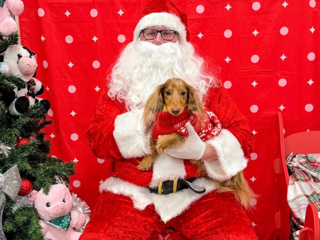 Santa Claus holding small dog while sitting next to Christmas tree