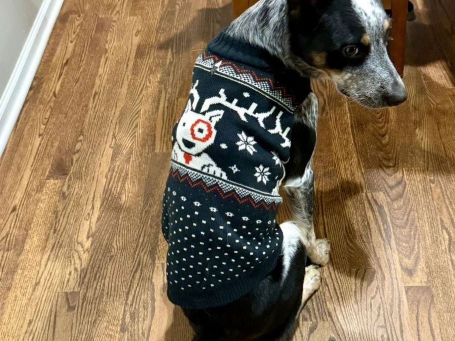 dog wearing Boots & Barkley Alpine Bullseye Pet Sweater