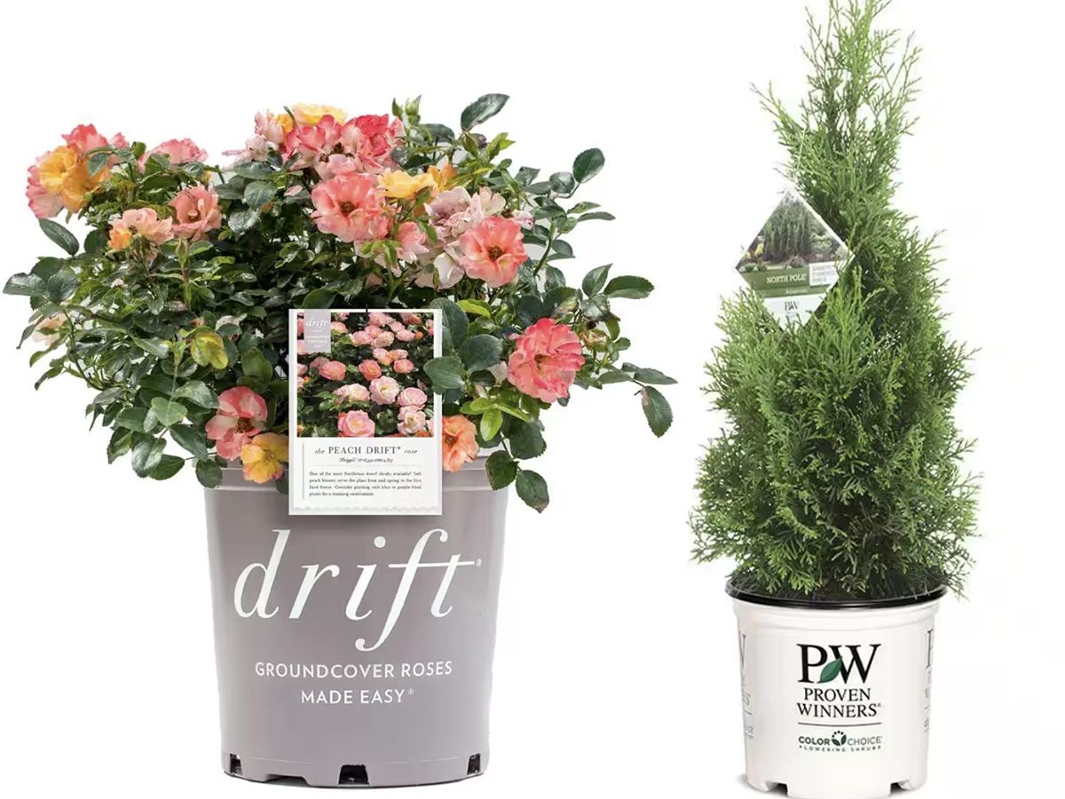 Up to 35% Off Home Depot Live Plants + Free Shipping | Flowers, Shrubs ...