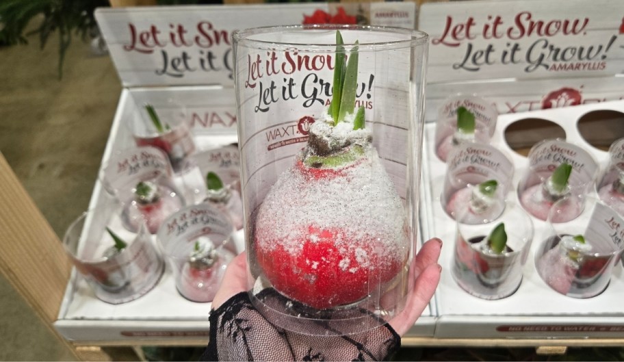 a womans hand holding a packaged waxed amaryllis bulb
