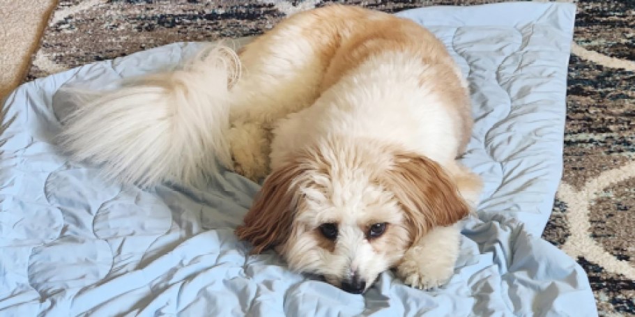 Cooling Dog Blanket Just $15 on Amazon (Regularly $30)
