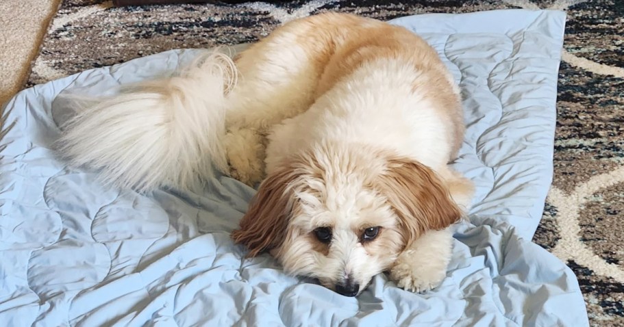 Cooling Dog Blanket Just $15 on Amazon (Regularly $30)