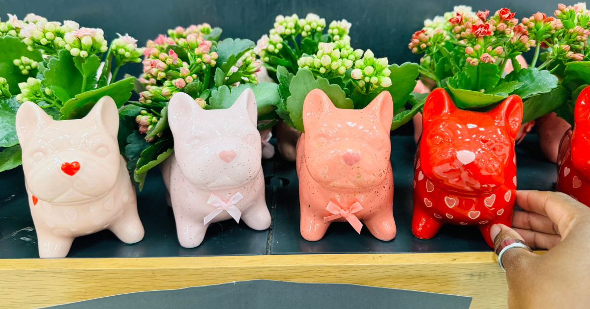 Valentine Frenchie Planters Only $10 at Target – Includes Calandiva Plant!