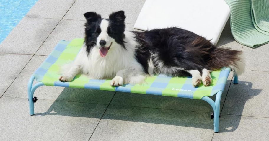 Elevated Dog Bed Only $16 on Amazon (Regularly $30)