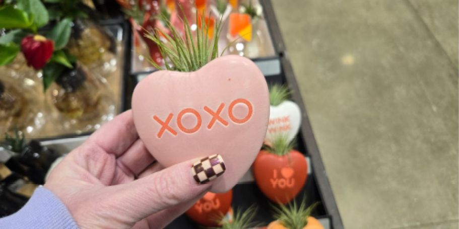 Valentine’s Day Air Plants Just $7.98 at Lowe’s