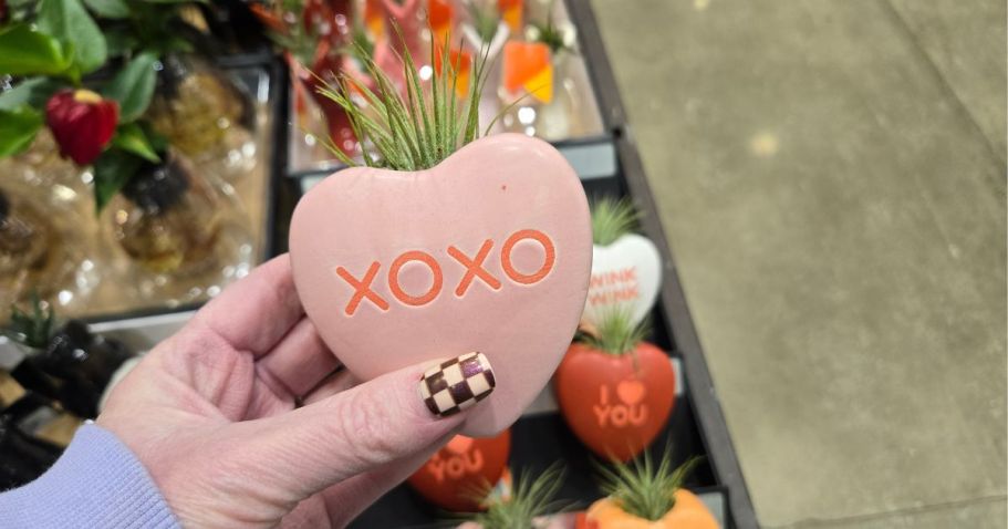 Valentine’s Day Air Plants Just $7.98 at Lowe’s