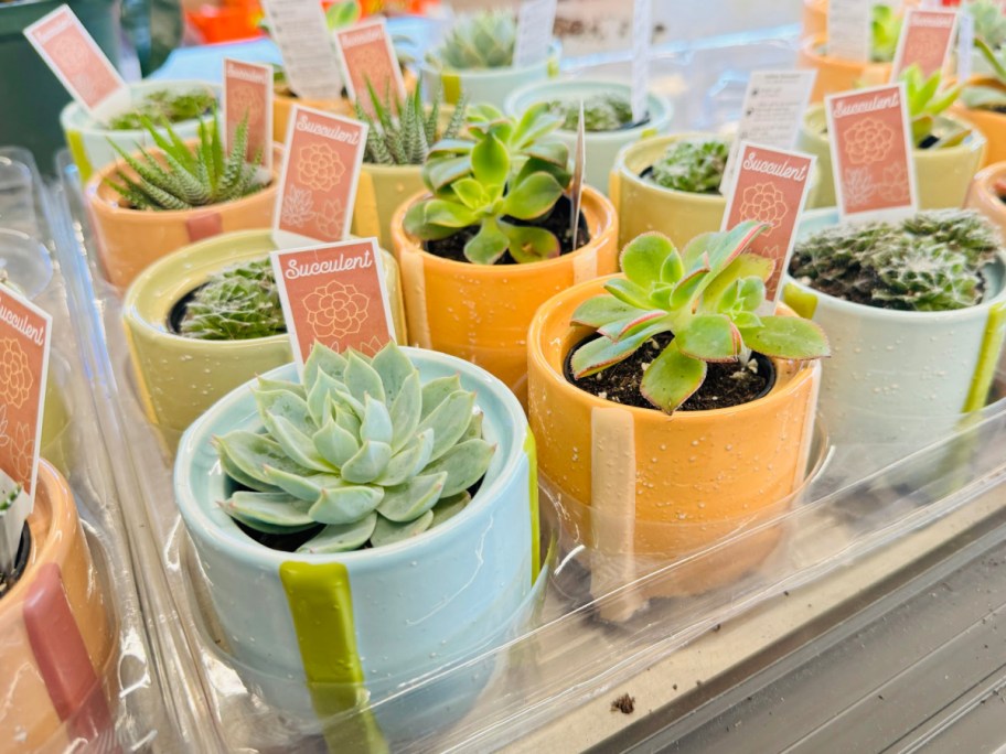 Small succulents displayed