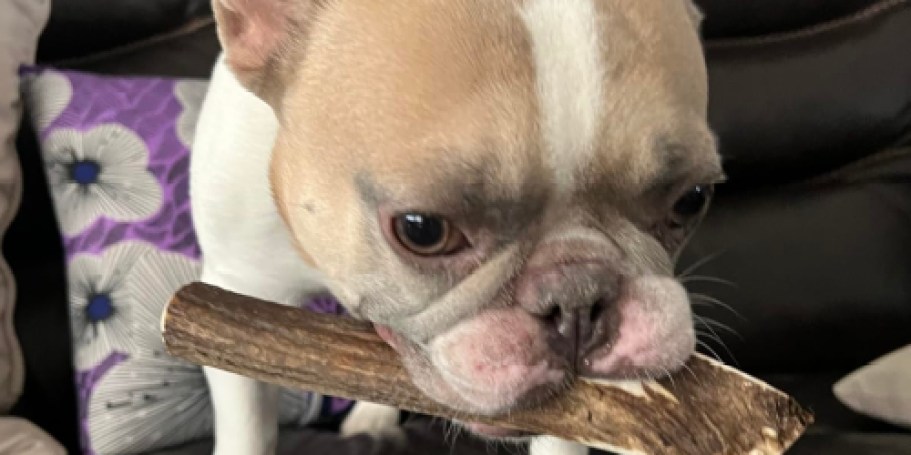 Stack Savings on Pet Supplies & Treats with Amazon Subscribe & Save Deals