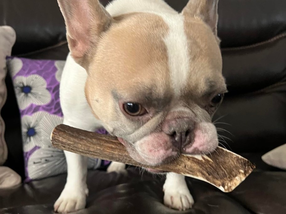 dog holding antler in mouth