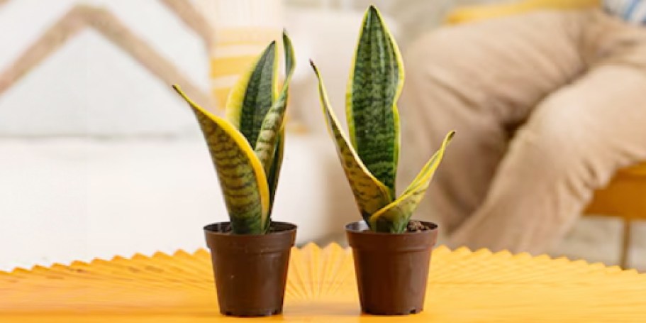 Lowe’s Live Plants Sale | Snake Plants w/ Pot 2-Pack Only $14.51