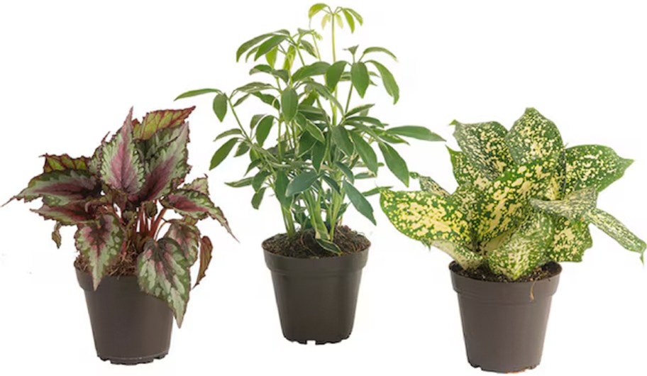 3 air cleaning plants in pots 