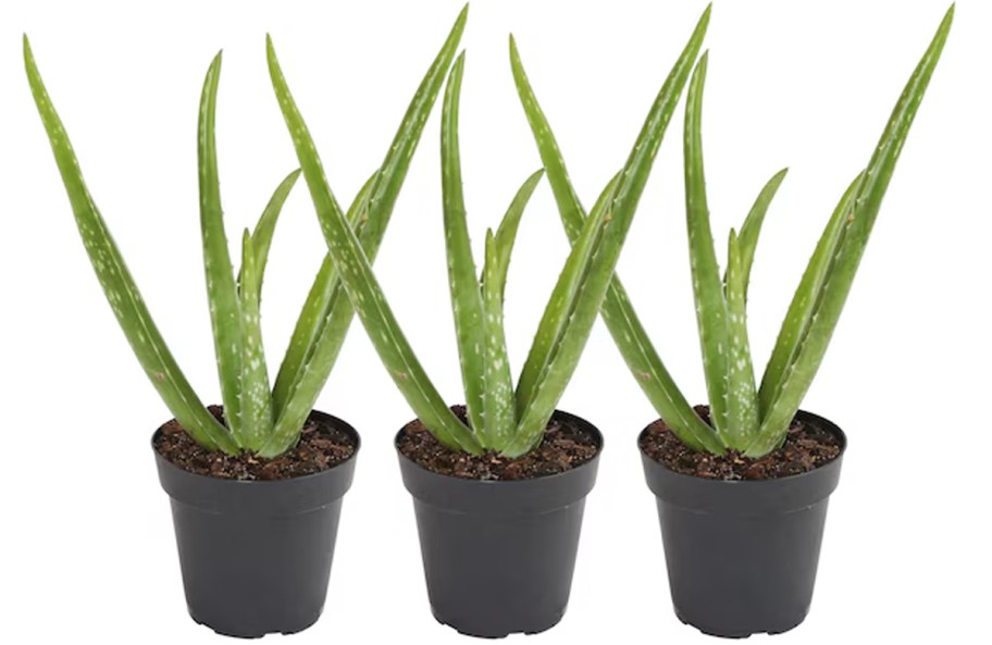 3 aloe vera plants