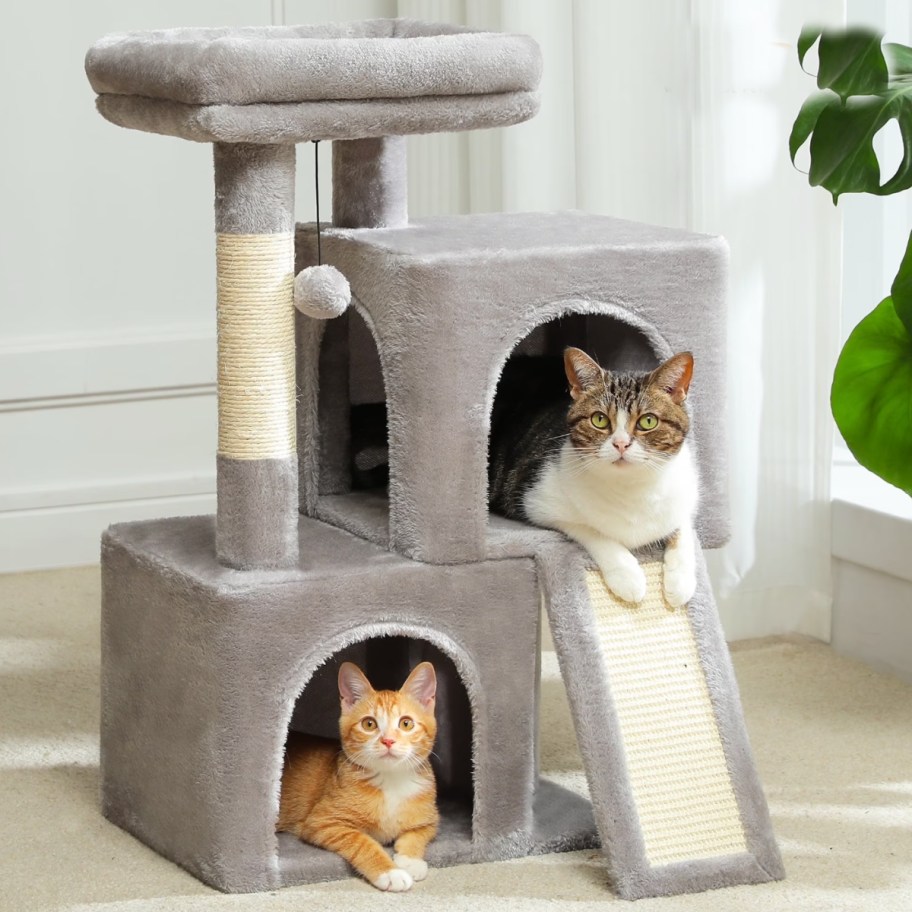 white and orange cats in grey cat condo