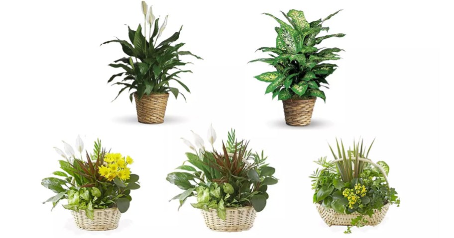 Live Plants available for delivery from Blooms Today
