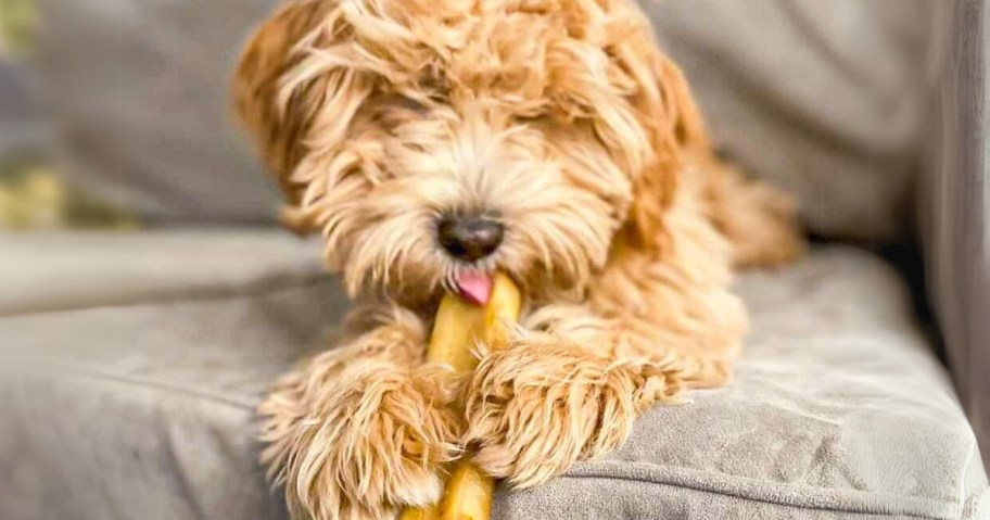 dog chewing on a native pet yak chew