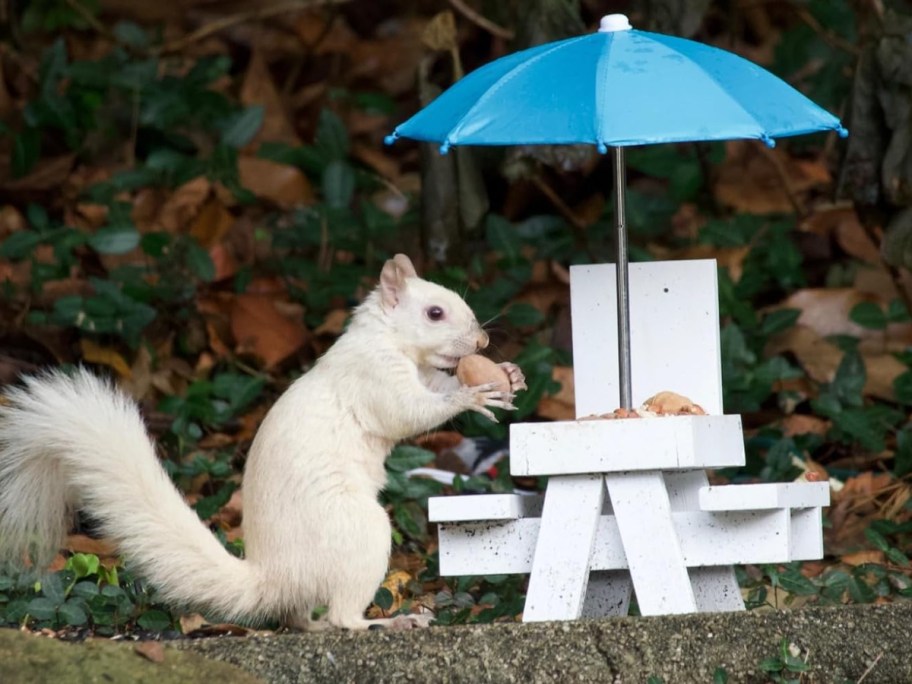 Squirrel eating from feeder with umbrella