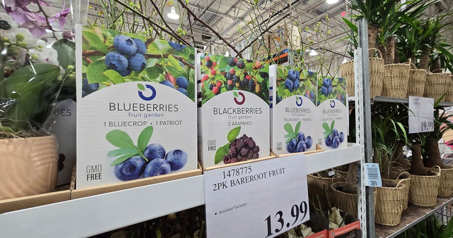 2-Pack Bareroot Fruit Plants