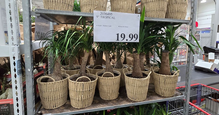 9 Tropical Plant at Costco