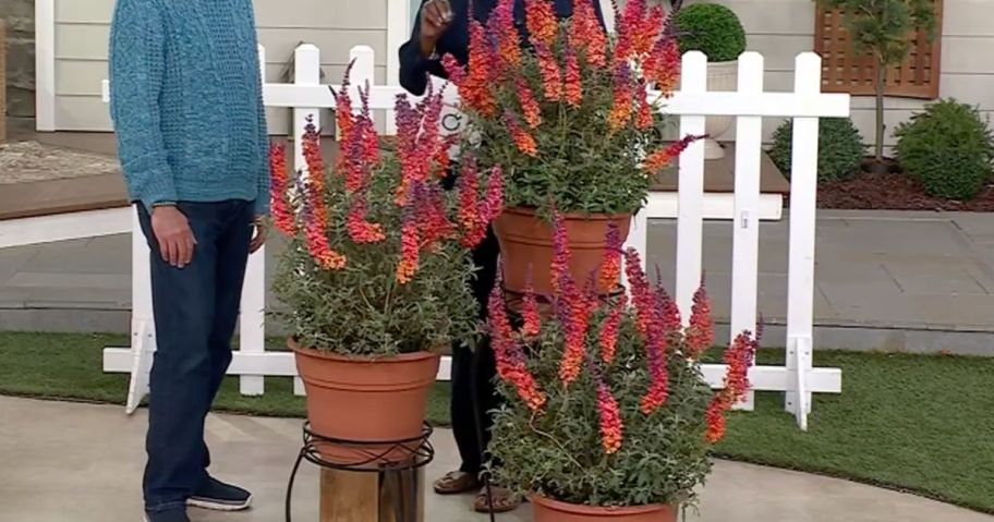3 Large Butterfly Bush Plants