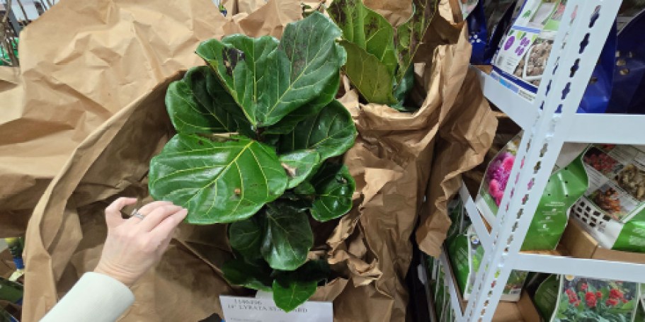 Costco Live Plants: We Spotted Fiddle Leaf Fig Trees, Monstera Thai Plants & More!