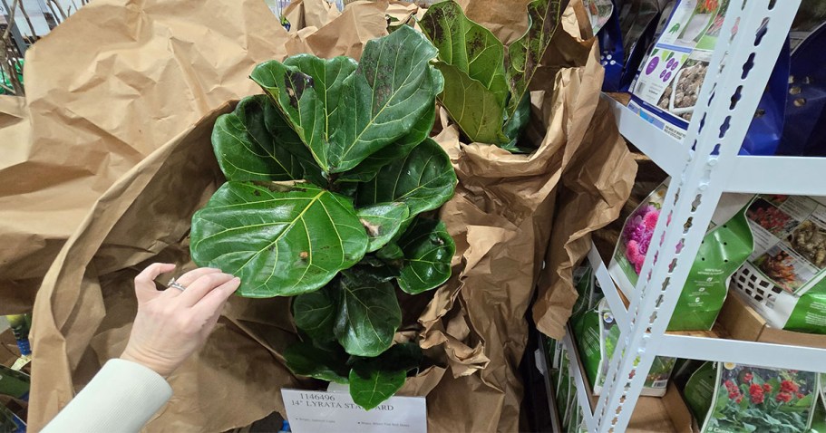 Costco Live Plants: We Spotted Fiddle Leaf Fig Trees, Monstera Thai Plants & More!
