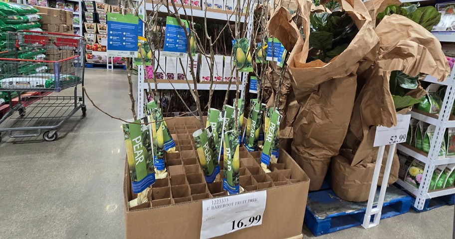 Fruit Trees at Costco