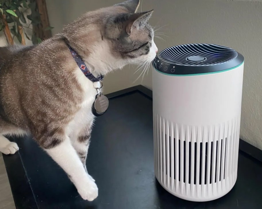 cat smelling an air purifier