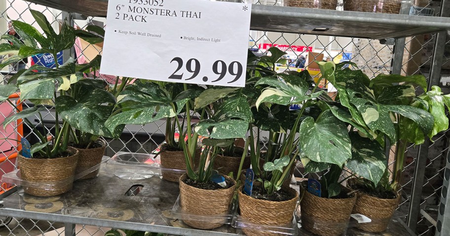 Monstera Thai 2-Pack