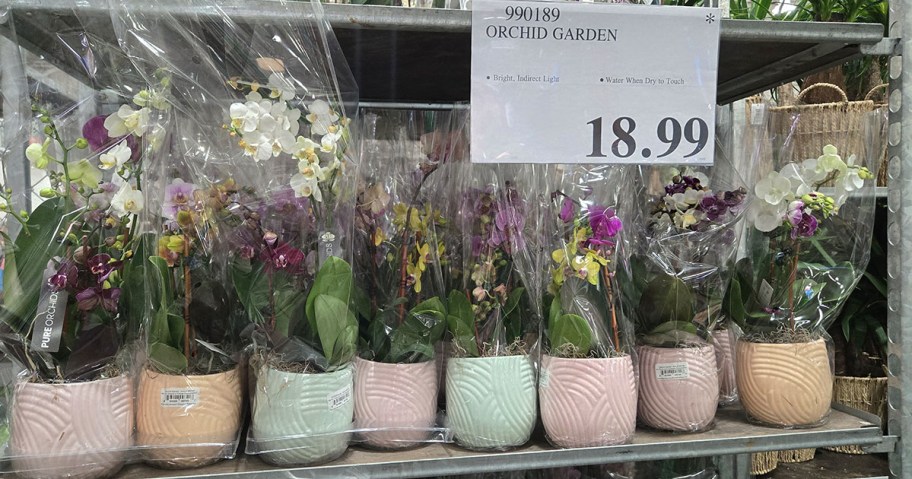 Orchid Garden Planters